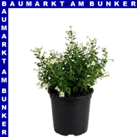Jamesbritennia 12 cm Topf