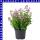 Jamesbritennia 12 cm Topf