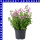 Jamesbritennia 12 cm Topf