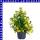 Jamesbritennia 12 cm Topf