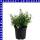 Jamesbritennia 12 cm Topf