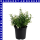 Jamesbritennia 12 cm Topf