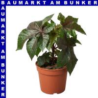 Ricinus Wunderbaum 13 cm Topf