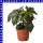 Ricinus Wunderbaum 13 cm Topf