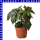 Ricinus Wunderbaum 13 cm Topf