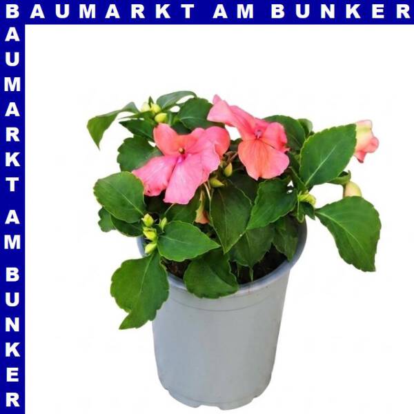 Impatiens Walleriana Fleißige Lieschen 9 cm Topf