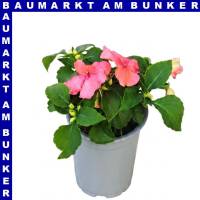 Impatiens Walleriana Fleißige Lieschen 9 cm Topf