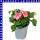 Impatiens Walleriana Fleißige Lieschen 9 cm Topf