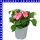 Impatiens Walleriana Fleißige Lieschen 9 cm Topf