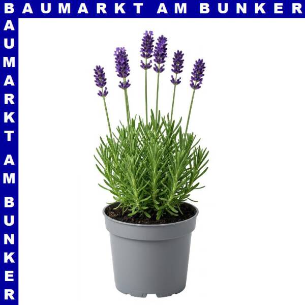 Lavendel Lavandula angustfolia Montagnac Purple 12 cm Topf