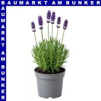 Lavendel Lavandula angustfolia Montagnac Purple 12 cm Topf