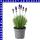 Lavendel Lavandula angustfolia Montagnac Purple 12 cm Topf
