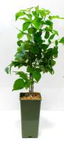 Himbeere ZEFA III 2 L 11 cm Topf