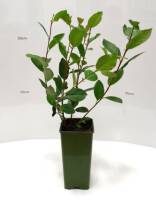 Aronia Busch Viking - Bio Apfelbeere 2 L Topf