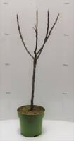 Bio Zwergapfelbaum Zwergenstar® 5L