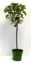 Bio Zwergapfelbaum Zwergenstar® 5L