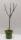 Bio Zwergapfelbaum Zwergenstar® 5L