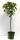 Bio Zwergapfelbaum Zwergenstar® 5L
