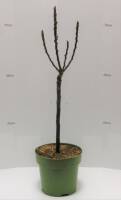 Bio Zwergbirnenbaum Zwergenstar® 5L