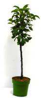 Bio Zwergbirnenbaum Zwergenstar® 5L