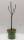 Bio Zwergbirnenbaum Zwergenstar® 5L