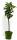 Bio Zwergbirnenbaum Zwergenstar® 5L