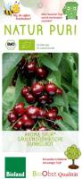 Bio Säulen Süßkirschbaum dunkelrot Aroma...