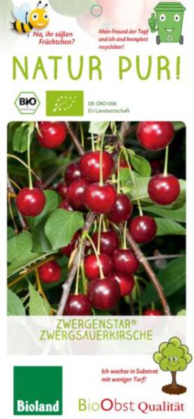 Bio Zwergsauerkirschenbaum Zwergenstar® 5L