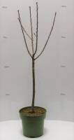 Bio Zwergsauerkirschenbaum Zwergenstar® 5L