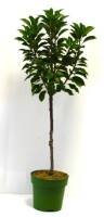 Bio Zwergsauerkirschenbaum Zwergenstar® 5L