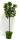 Bio Zwergsauerkirschenbaum Zwergenstar® 5L
