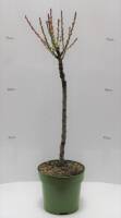 Bio Zwergpfirsichbaum Zwergenstar® 5L