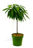 Bio Zwergpfirsichbaum Zwergenstar® 5L