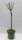 Bio Zwergpfirsichbaum Zwergenstar® 5L