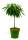 Bio Zwergpfirsichbaum Zwergenstar® 5L