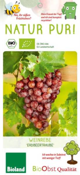 Bio Weinrebe Erdbeertraube 3 L