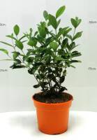 Bio Brasilianische Guave 3 L