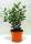 Bio Brasilianische Guave 3 L