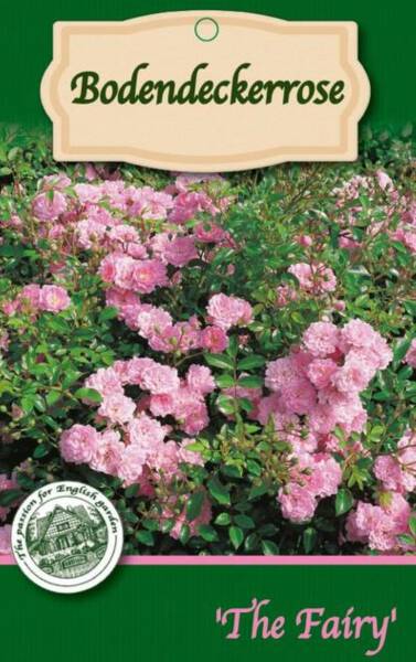 Bodendeckerrosen 1L