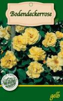 Bodendeckerrosen 1L