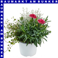 Herbst Trio 12 cm Topf