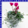 Herbst Trio 12 cm Topf