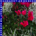 Herbst Trio 12 cm Topf