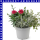 Herbst Trio 12 cm Topf