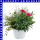 Herbst Trio 12 cm Topf