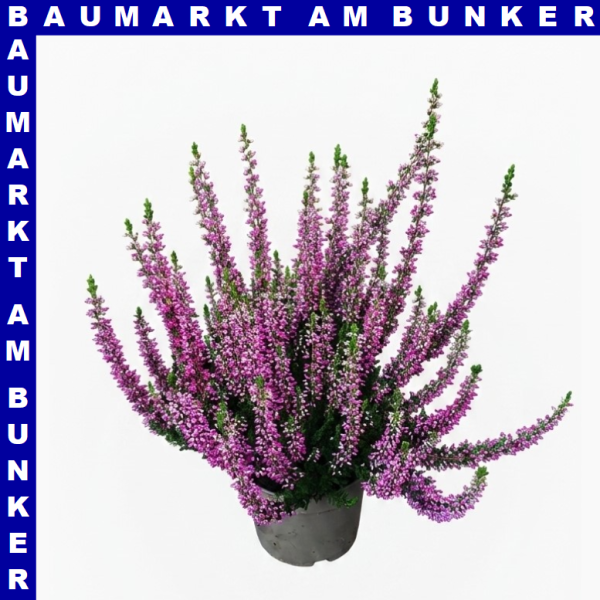 Calluna vulgaris Knospenheide 9 cm Topf