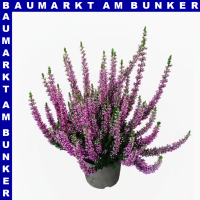 Calluna vulgaris Knospenheide 9 cm Topf