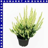 Calluna vulgaris Knospenheide 9 cm Topf