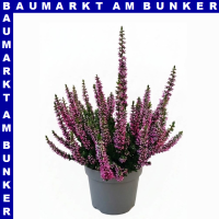 Calluna vulgaris Knospenheide 9 cm Topf