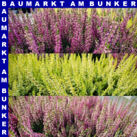 Calluna vulgaris Knospenheide 9 cm Topf